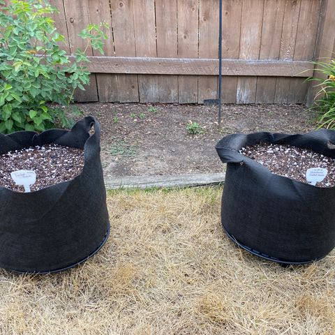 Frosted Guava auto growlog photo: Transferred rock wool to 5 gallon smart pot-
Indicanja soil- ph balanced water