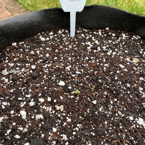 Frosted Guava auto growlog photo: Cotyledon broken through surface- heavy rain last few days