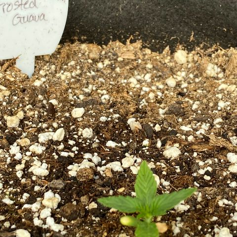 Frosted Guava auto growlog timeline photo