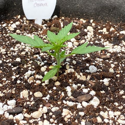 Frosted Guava auto growlog timeline photo