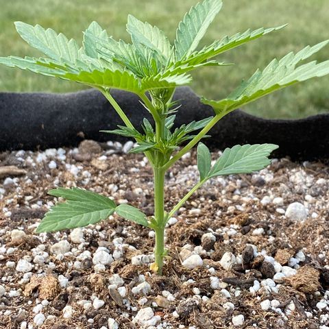 Frosted Guava auto growlog photo: Vegetation-pistil growth present