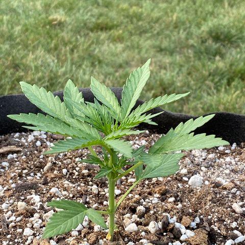 Frosted Guava auto growlog photo: Vegetation-pistil growth present