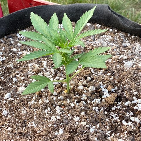 Frosted Guava auto growlog timeline photo