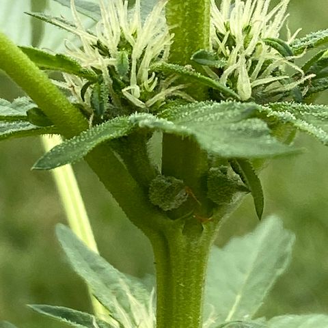 Frosted Guava auto growlog photo: Starting to flower