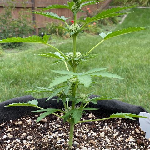 Frosted Guava auto growlog timeline photo