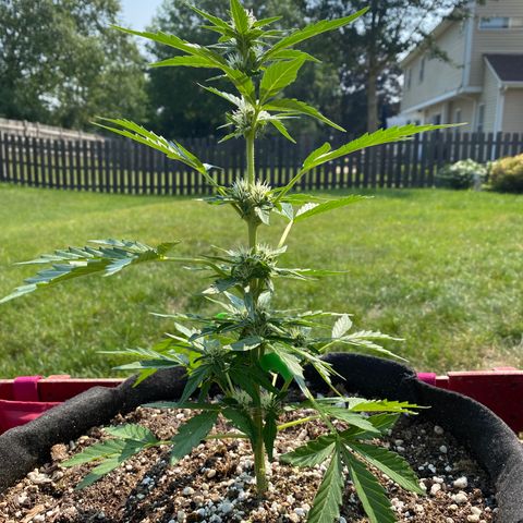 Frosted Guava auto growlog photo: Watered with FOOP bloom 1 and 2 last night .
Half gallon between both plants.. noticeable growth in Pistils