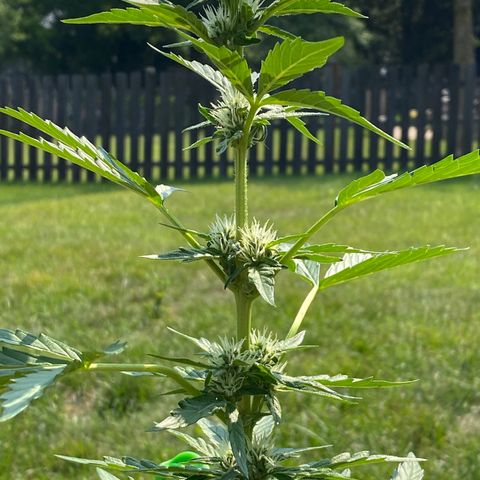 Frosted Guava auto growlog photo: Watered with FOOP bloom 1 and 2 last night .
Half gallon between both plants.. noticeable growth in Pistils