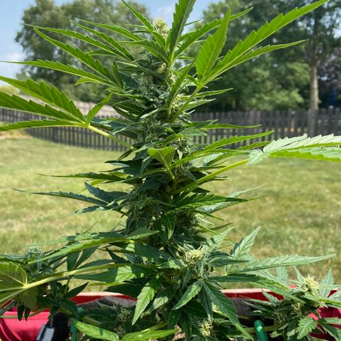 Frosted Guava auto growlog timeline photo