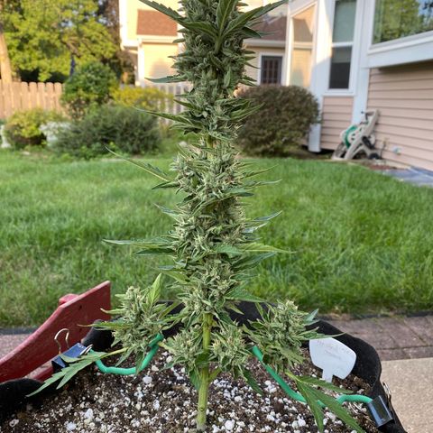 Frosted Guava auto growlog timeline photo