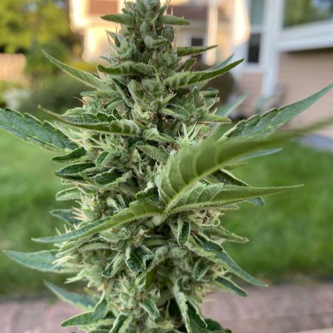 Frosted Guava auto growlog timeline photo