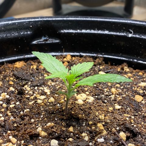 Blue Hindu- 2nd attempt growlog timeline photo