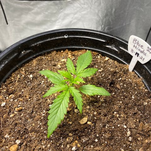 Blue Hindu- 2nd attempt growlog timeline photo