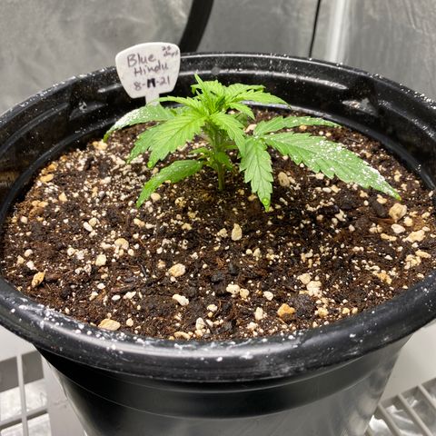 Blue Hindu- 2nd attempt growlog timeline photo