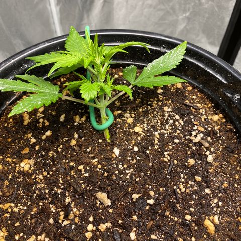 Blue Hindu- 2nd attempt growlog timeline photo