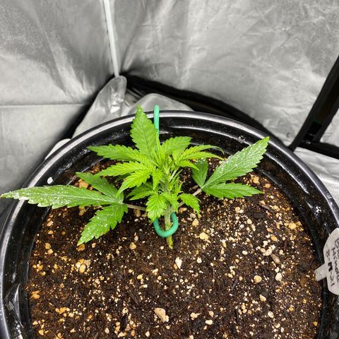 Blue Hindu- 2nd attempt growlog timeline photo