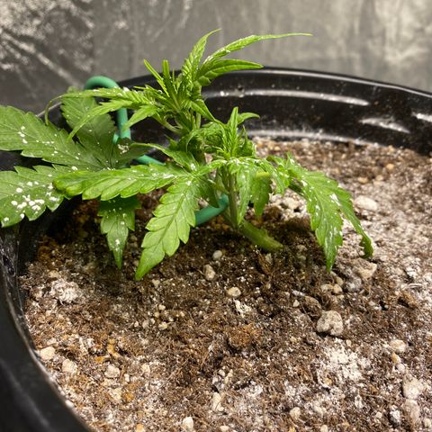 Blue Hindu- 2nd attempt growlog timeline photo