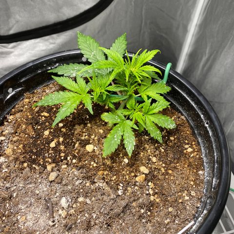 Blue Hindu- 2nd attempt growlog timeline photo