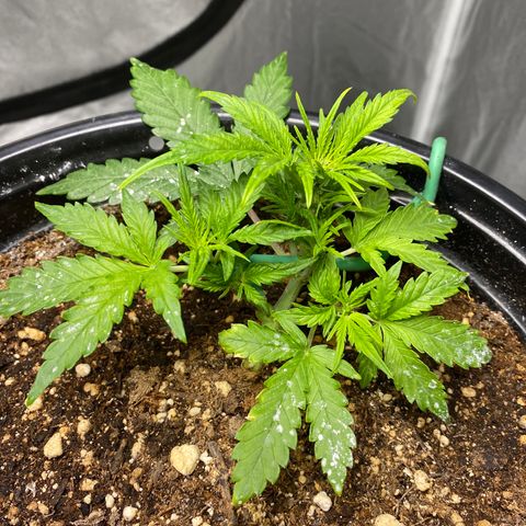 Blue Hindu- 2nd attempt growlog timeline photo