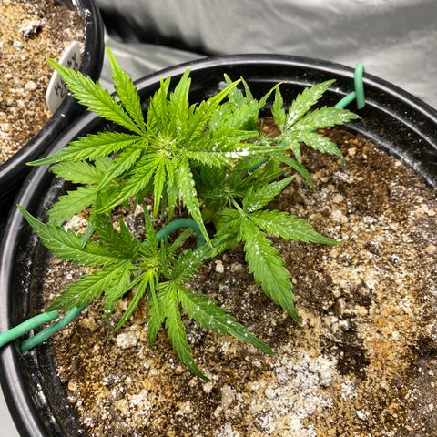 Blue Hindu- 2nd attempt growlog timeline photo