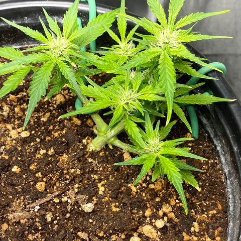 Blue Hindu- 2nd attempt growlog timeline photo