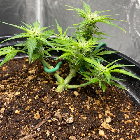 Blue Hindu- 2nd attempt growlog timeline photo
