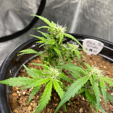 Blue Hindu- 2nd attempt growlog timeline photo