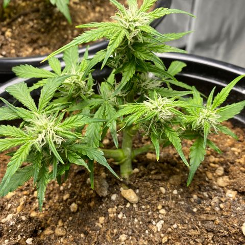 Blue Hindu- 2nd attempt growlog timeline photo