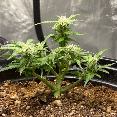 Blue Hindu- 2nd attempt growlog timeline photo