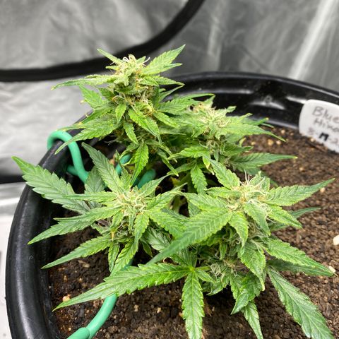 Blue Hindu- 2nd attempt growlog timeline photo