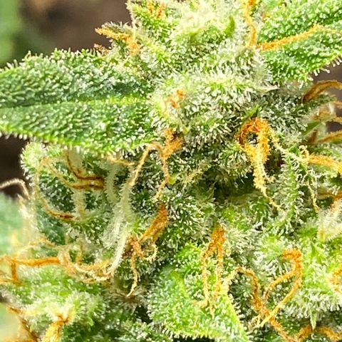 Blue Hindu- 2nd attempt growlog timeline photo