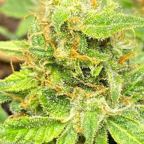 Blue Hindu- 2nd attempt growlog timeline photo