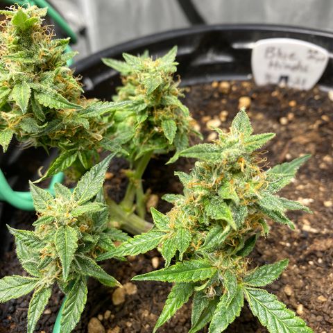 Blue Hindu- 2nd attempt growlog timeline photo
