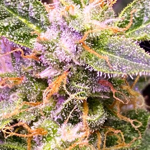 Blue Hindu- 2nd attempt growlog timeline photo