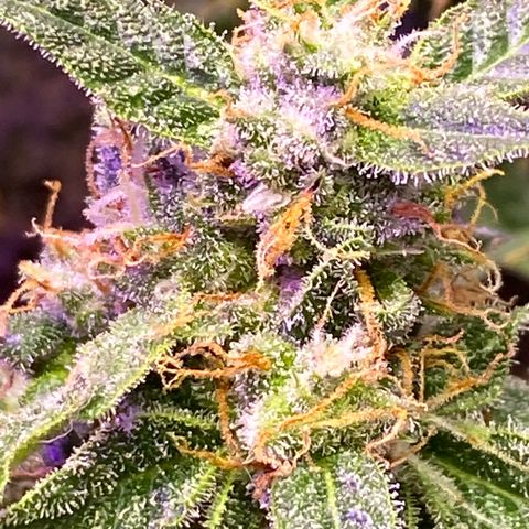 Blue Hindu- 2nd attempt growlog timeline photo