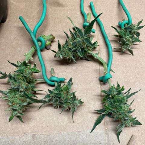 Blue Hindu- 2nd attempt growlog timeline photo