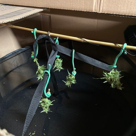 Blue Hindu- 2nd attempt growlog timeline photo
