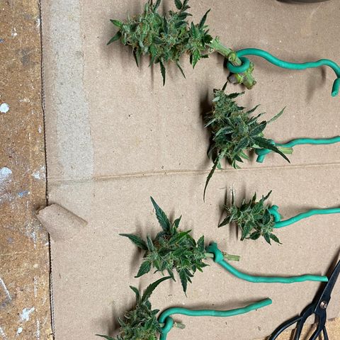 Blue Hindu- 2nd attempt growlog timeline photo