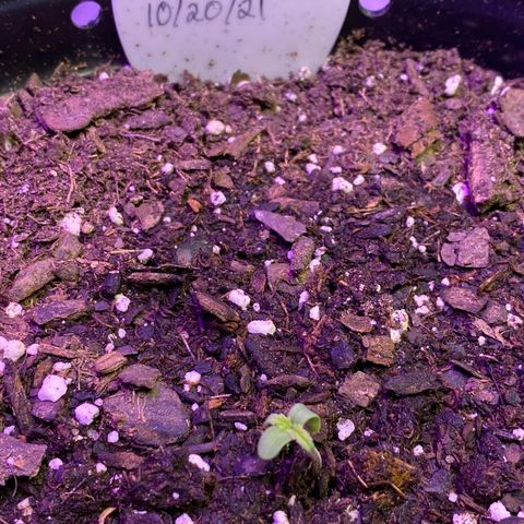 DOLATO-72 days seed to harvest growlog timeline photo