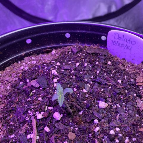 DOLATO-72 days seed to harvest growlog timeline photo