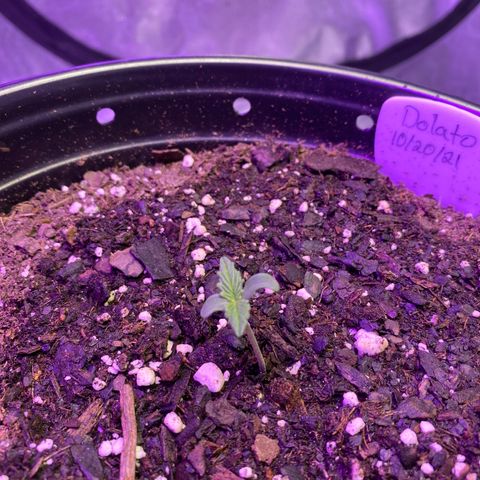 DOLATO-72 days seed to harvest growlog timeline photo