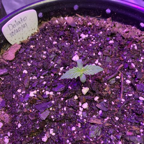 DOLATO-72 days seed to harvest growlog timeline photo