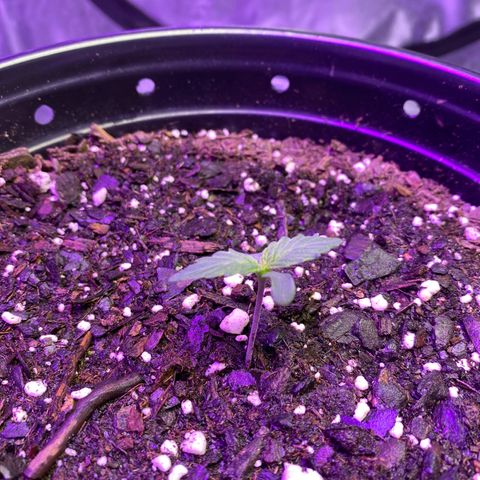 DOLATO-72 days seed to harvest growlog timeline photo