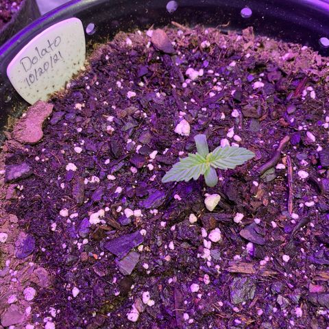 DOLATO-72 days seed to harvest growlog timeline photo