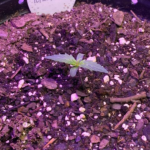 DOLATO-72 days seed to harvest growlog timeline photo