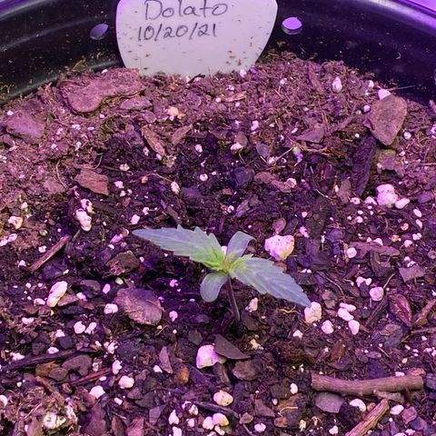 DOLATO-72 days seed to harvest growlog timeline photo