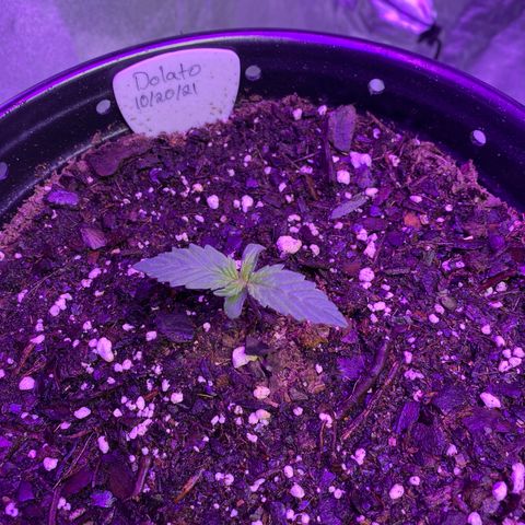 DOLATO-72 days seed to harvest growlog timeline photo