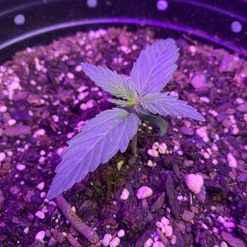 DOLATO-72 days seed to harvest growlog timeline photo