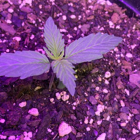 DOLATO-72 days seed to harvest growlog timeline photo