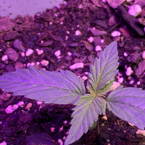 DOLATO-72 days seed to harvest growlog timeline photo