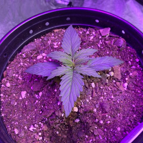 DOLATO-72 days seed to harvest growlog timeline photo